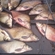 Carp bream