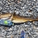 Atlantic cod
