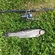 Ocean Trout