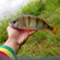 Eurasian perch