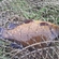 Crucian carp
