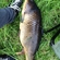 Carp