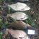Tench