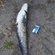 Wels catfish