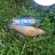 Tench