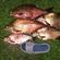 Carp bream