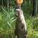 Carp bream