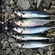 Mackerel