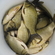 Crucian carp