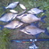 Carp bream