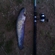 Wels catfish