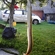 European eel