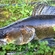 Pike perch