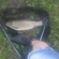 Grass carp