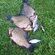 Crucian carp