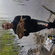 Carp bream