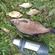 Carp bream