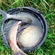 Carp bream