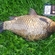 Crucian carp