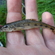 Gudgeon