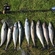 Mackerel