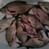 Carp bream