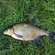 Carp bream