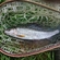Grayling