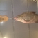 Carp bream