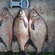 Carp bream