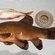 Tench