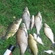 Carp bream