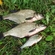 Carp bream