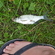 Silver Bream