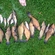 Tench
