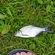 Carp bream