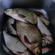 Carp bream