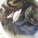 Prussian carp