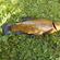 Tench