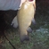 Tench