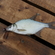 Carp bream