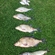 Carp bream