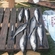 Arctic cod