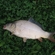 Carp