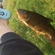 Tench