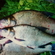 Carp bream