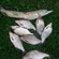 Carp bream