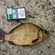 Crucian carp