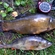 Tench
