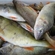 Eurasian perch
